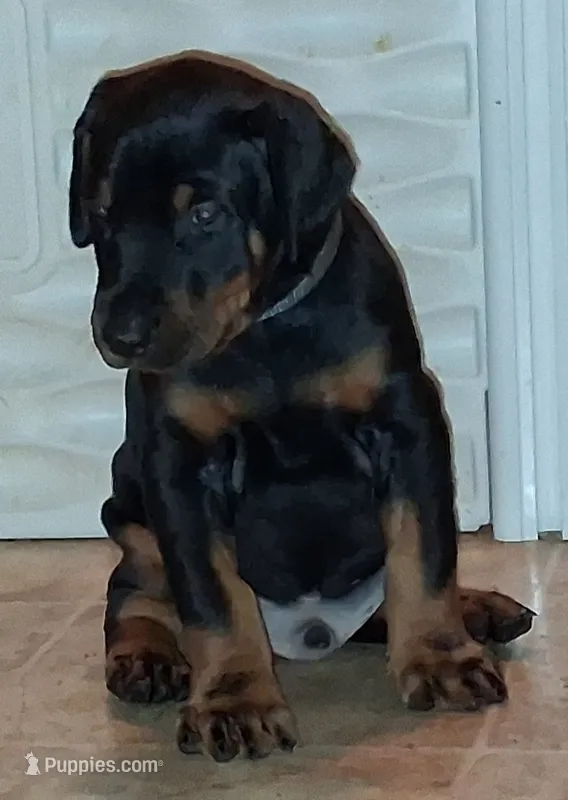 Black and Tan Male Euro Male #2 – Doberman Pinscher puppy for sale in Dallas, TX