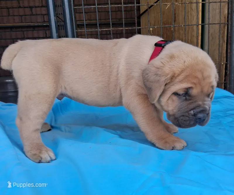 Burgundy collar male  – Cane Corso puppy for sale in Dallas, TX