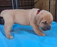 Burgundy collar male , a male Cane Corso for sale in Dallas, TX – 1 of 10