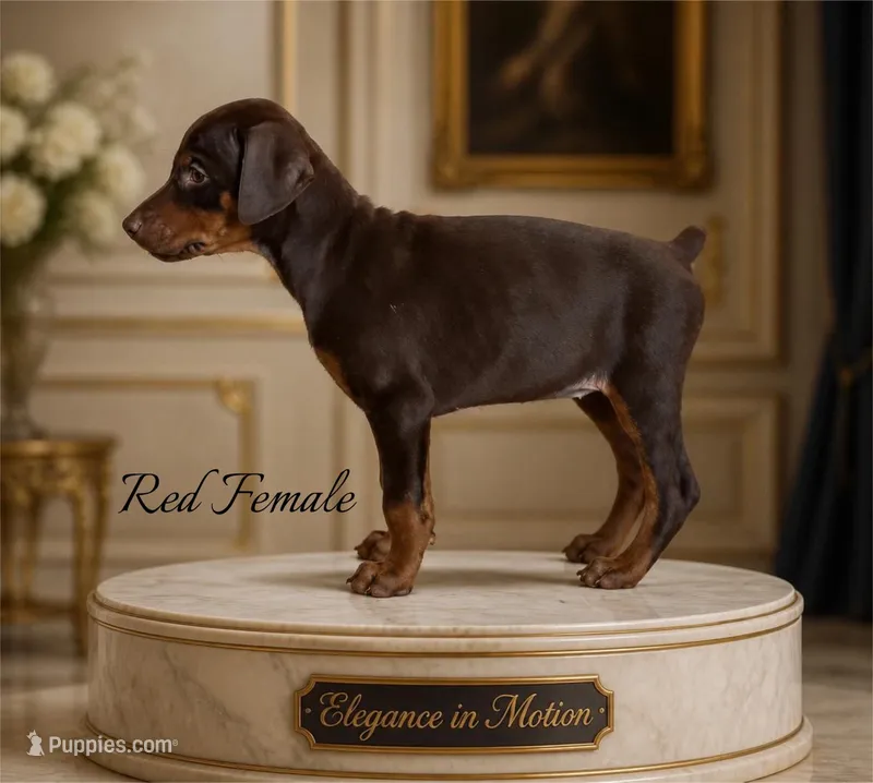 Female Red  European Doberman pup – Doberman Pinscher puppy for sale in Dallas, TX