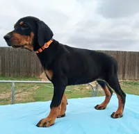 Orange Collar Female , a female Doberman Pinscher for sale in Dallas, TX – 6 of 9