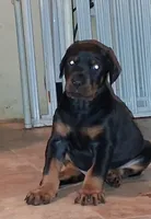 European Doberman Male , a male Doberman Pinscher for sale in Dallas, TX – 2 of 7