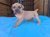 Pink collar female 💗 , a female Cane Corso for sale in Dallas, TX – 1 of 10