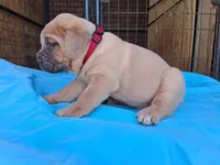 Burgundy collar male , a male Cane Corso for sale in Dallas, TX – 7 of 10