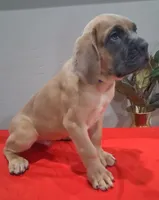 Blue Collar Male 💙 , a male Cane Corso for sale in Dallas, TX – 5 of 10