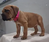 Pink Collar Female Cane Corso , a female Cane Corso for sale in Dallas, TX – 3 of 9