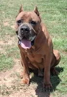 Pink collar female 💗 , a female Cane Corso for sale in Dallas, TX – 9 of 10