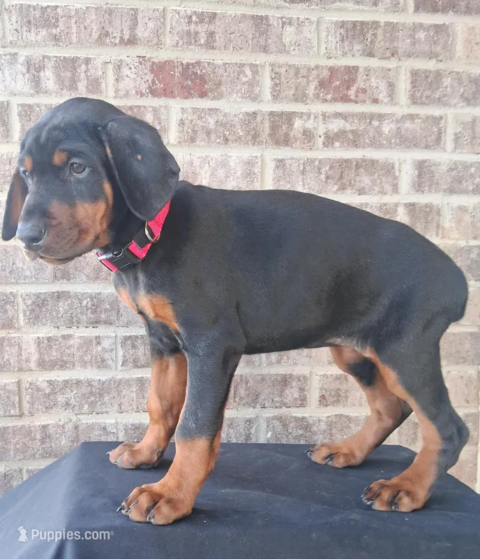 Pink Collar Female European Doberman 