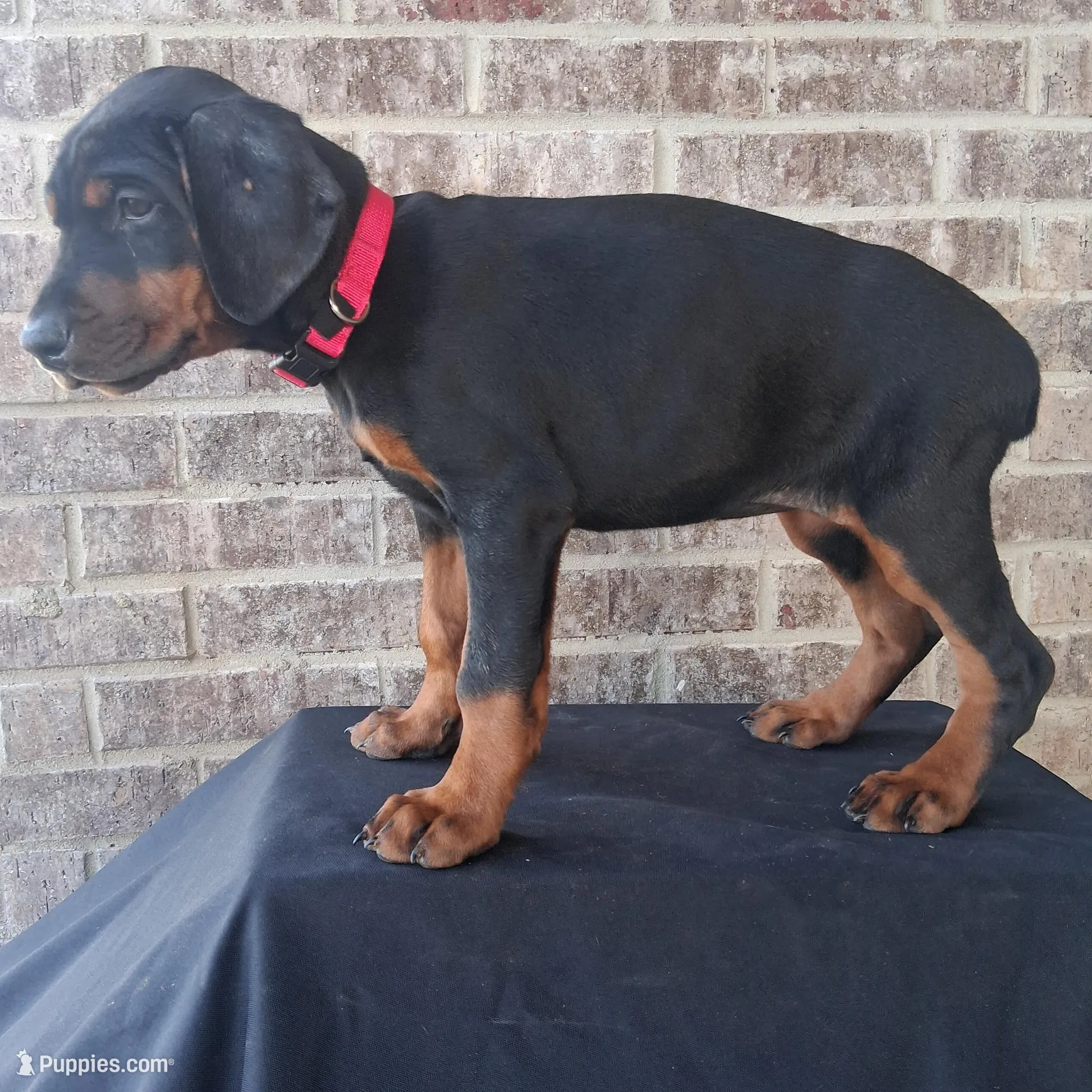 Pink Collar Female European Doberman 