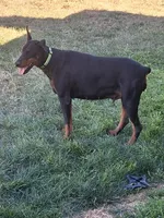 Pink Collar Female European Doberman , a female Doberman Pinscher for sale in Dallas, TX – Photo 10 of 10