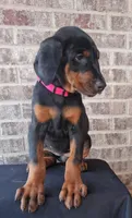 Pink Collar Female European Doberman , a female Doberman Pinscher for sale in Dallas, TX – Photo 6 of 10