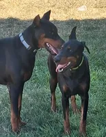 Pink Collar Female European Doberman , a female Doberman Pinscher for sale in Dallas, TX – Photo 5 of 10