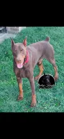 Pink Collar Female European Doberman , a female Doberman Pinscher for sale in Dallas, TX – Photo 8 of 10