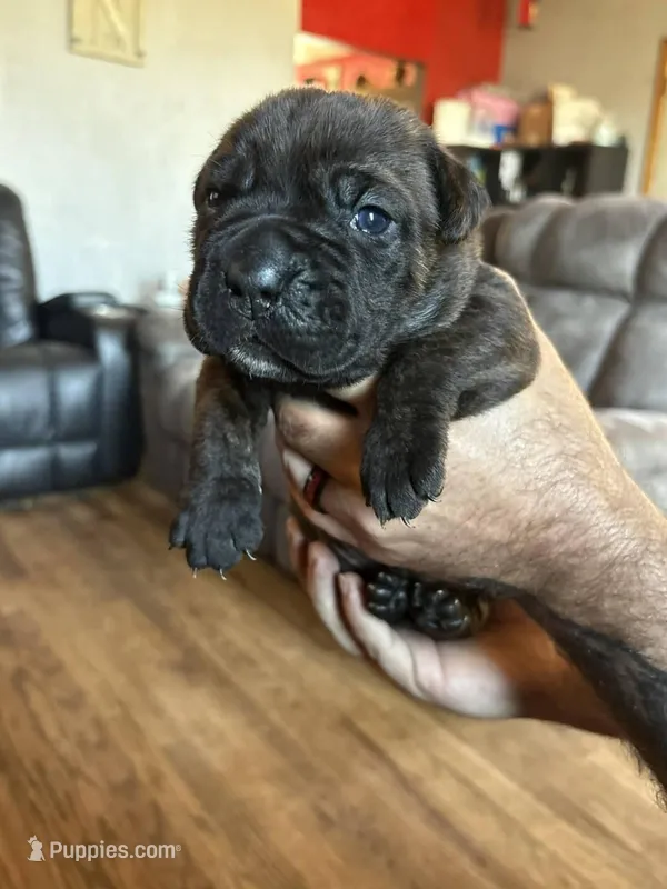 Black Brindle female – Cane Corso puppy for sale in Dallas, TX
