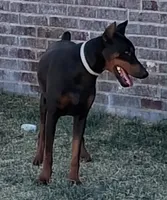Female European Doberman pup, a female Doberman Pinscher for sale in Dallas, TX – 7 of 9