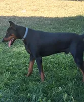 Red Female #2, a female Doberman Pinscher for sale in Dallas, TX – 6 of 9