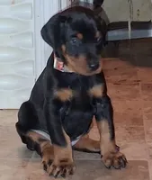  European female , a female Doberman Pinscher for sale in Dallas, TX – 5 of 5
