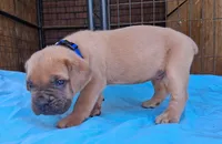 Blue Collar Male 💙 , a male Cane Corso for sale in Dallas, TX – 6 of 10