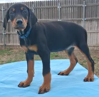 Blue Collar Female , a female Doberman Pinscher for sale in Dallas, TX – 4 of 10