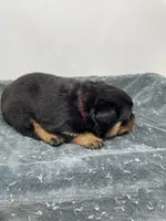 Female German Rottweiler #2, a female Rottweiler for sale in Dallas, TX – 3 of 6