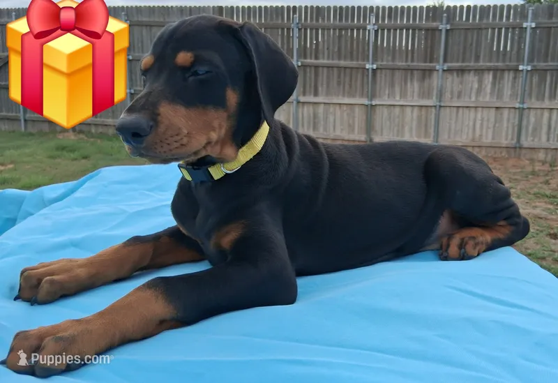 Yellow collar European female 💛  – Doberman Pinscher puppy for sale in Dallas, TX