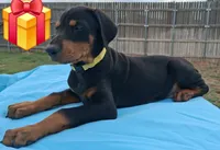Yellow collar female 💛 , a female Doberman Pinscher for sale in Dallas, TX – 5 of 9