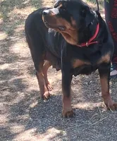 Female German Rottweiler #2, a female Rottweiler for sale in Dallas, TX – 6 of 6