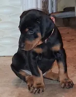  European female , a female Doberman Pinscher for sale in Dallas, TX – 4 of 5