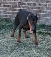 Female European Doberman pup, a female Doberman Pinscher for sale in Dallas, TX – 5 of 9