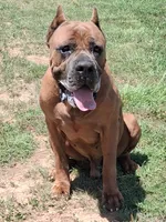 Black collar male Cane Corso , a male Cane Corso for sale in Dallas, TX – 9 of 10