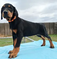 Orange Collar Female , a female Doberman Pinscher for sale in Dallas, TX – 4 of 9
