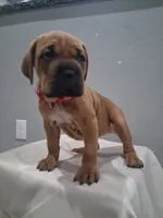 Pink Collar Female Cane Corso , a female Cane Corso for sale in Dallas, TX – 8 of 9