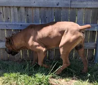 Blue Collar Male 💙 , a male Cane Corso for sale in Dallas, TX – 8 of 10