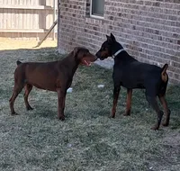 Black and Tan European Female , a female Doberman Pinscher for sale in Dallas, TX – 8 of 10