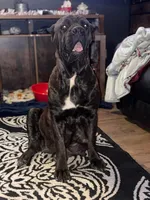 Pink Collar Female Cane Corso , a female Cane Corso for sale in Dallas, TX – 4 of 9
