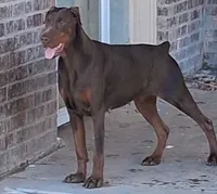 Black and Tan European Female , a female Doberman Pinscher for sale in Dallas, TX – 7 of 10