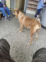 Red collar male  ♥️ , a male Cane Corso for sale in Dallas, TX – 10 of 10