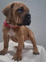 Pink Collar Female Cane Corso , a female Cane Corso for sale in Dallas, TX – 2 of 9