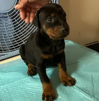 Black and Tan Male Euro, a male Doberman Pinscher for sale in Dallas, TX – 1 of 10