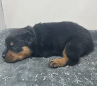 Rottweiler Female (FiFi), a female Rottweiler for sale in Dallas, TX – 2 of 4