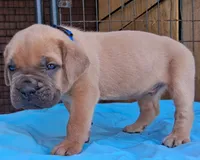 Blue Collar Male 💙 , a male Cane Corso for sale in Dallas, TX – 4 of 10