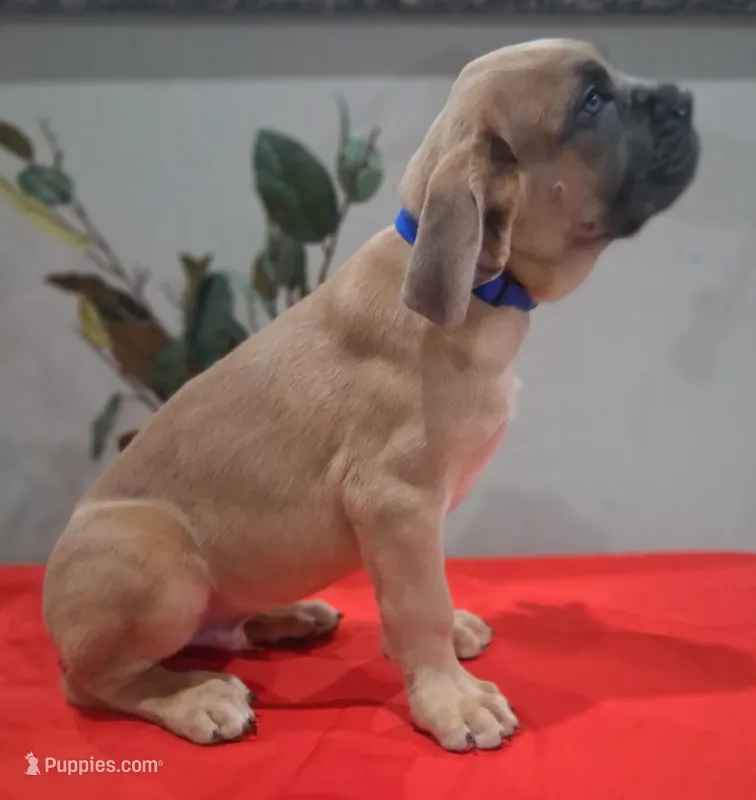 Blue Collar Male 💙  – Cane Corso puppy for sale in Dallas, TX