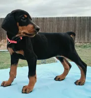 Black and Tan European Female  Pink collar , a female Doberman Pinscher for sale in Dallas, TX – 1 of 10