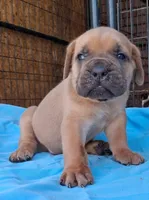 Blue Collar Male 💙 , a male Cane Corso for sale in Dallas, TX – 2 of 10