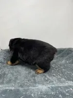 German Rottweiler Male#1, a male Rottweiler for sale in Dallas, TX – 2 of 5