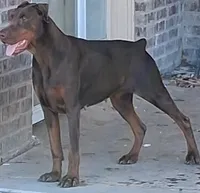 Orange Collar Female , a female Doberman Pinscher for sale in Dallas, TX – 9 of 9