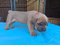 Red collar male  ♥️ , a male Cane Corso for sale in Dallas, TX – 8 of 10
