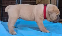 Burgundy collar male , a male Cane Corso for sale in Dallas, TX – 3 of 10