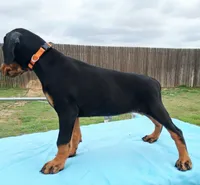 Orange Collar Female , a female Doberman Pinscher for sale in Dallas, TX – 5 of 9