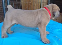 Red collar male  ♥️ , a male Cane Corso for sale in Dallas, TX – 3 of 10